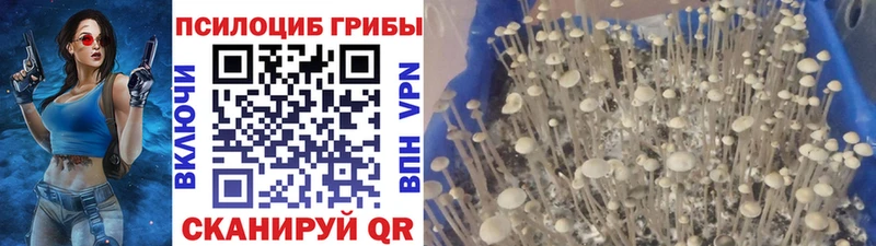 магазин  наркотиков  кракен   Галлюциногенные грибы Psilocybe  Славск 